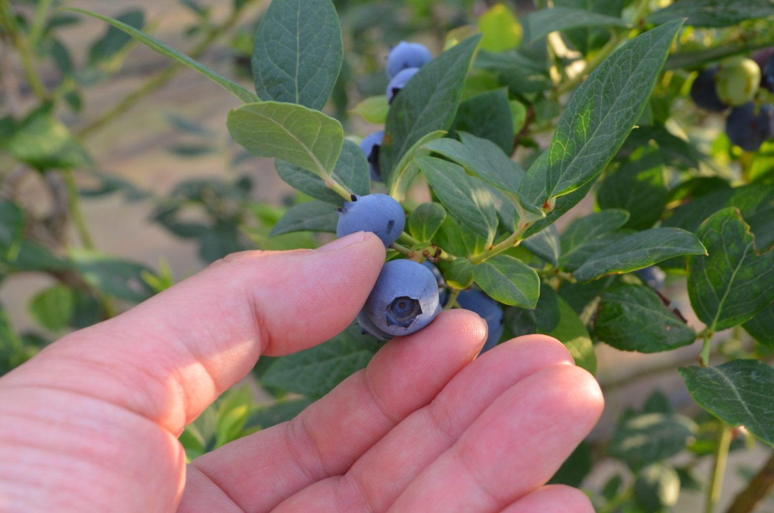 夏の収穫体験！旬のブルーベリー摘み取り｜ブルーベリーファーム　KEYANOKI